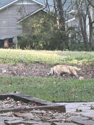 Found/Stray Unknown Dog last seen Country woods and Flemming, Greensboro, NC 27410