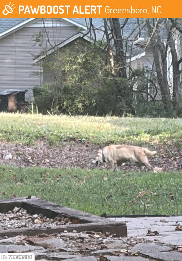 Found/Stray Unknown Dog last seen Country woods and Flemming, Greensboro, NC 27410