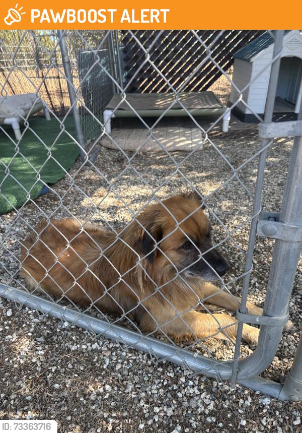 Found/Stray Male Dog last seen Big Rock Creek Road Valyermo, Los Angeles County, CA 93563