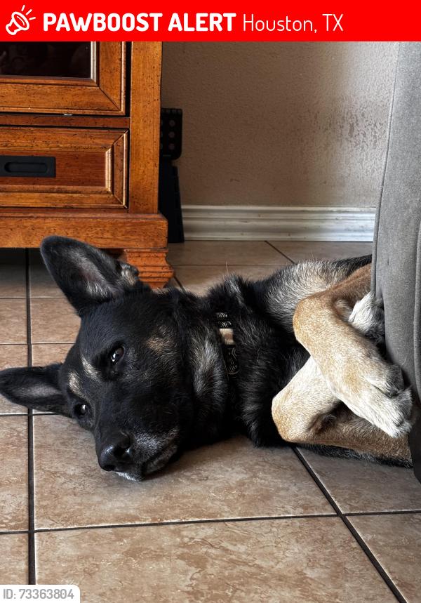 Lost Male Dog last seen Near Tidwell Rd Houston, TX 77016 United States, Houston, TX 77016