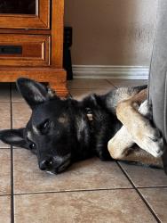 Lost Male Dog last seen Near Tidwell Rd Houston, TX 77016 United States, Houston, TX 77016