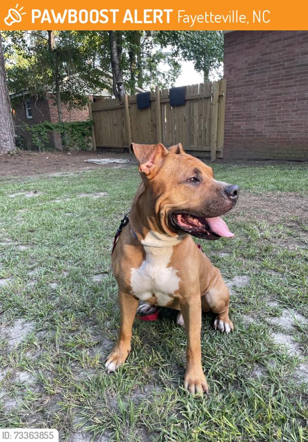Found/Stray Male Dog last seen DMV, Fayetteville, NC 28303
