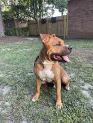 Found/Stray Male Dog last seen DMV, Fayetteville, NC 28303