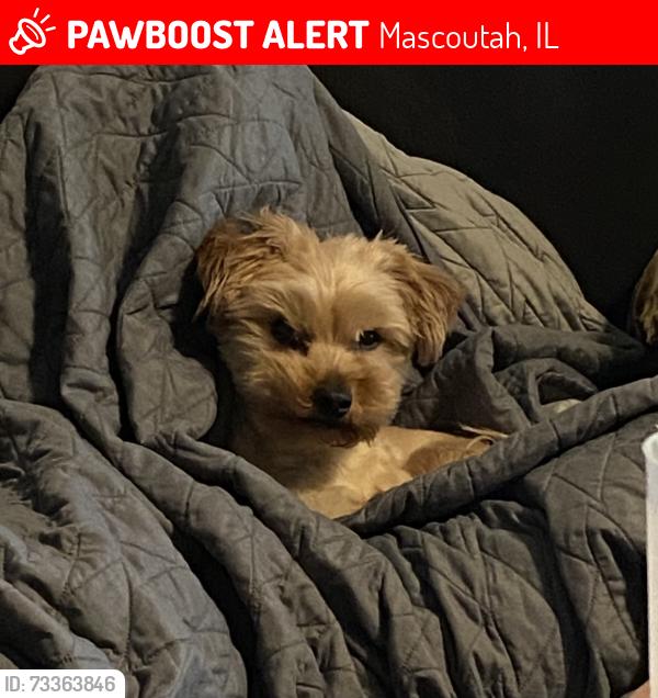 Lost Male Dog last seen N. 8th St. and W. Green St, Mascoutah, IL 62258