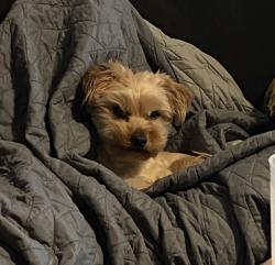 Lost Male Dog last seen N. 8th St. and W. Green St, Mascoutah, IL 62258
