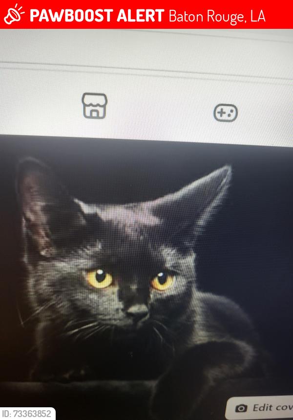 Lost Female Cat last seen Near Sullivan Rd. B.R.LA 70818, Baton Rouge, LA 70818