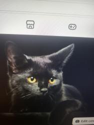 Lost Female Cat last seen Near Sullivan Rd. B.R.LA 70818, Baton Rouge, LA 70818