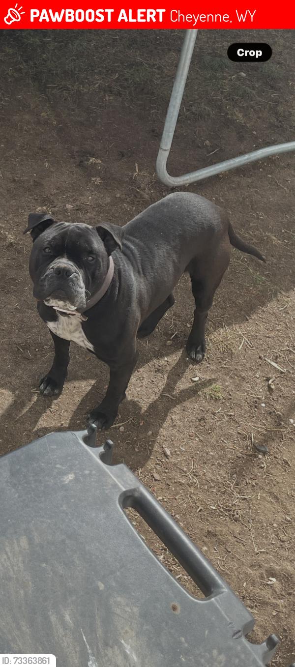 Lost Male Dog last seen Snyder, Cheyenne, WY 82007