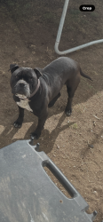 Lost Male Dog last seen Snyder, Cheyenne, WY 82007