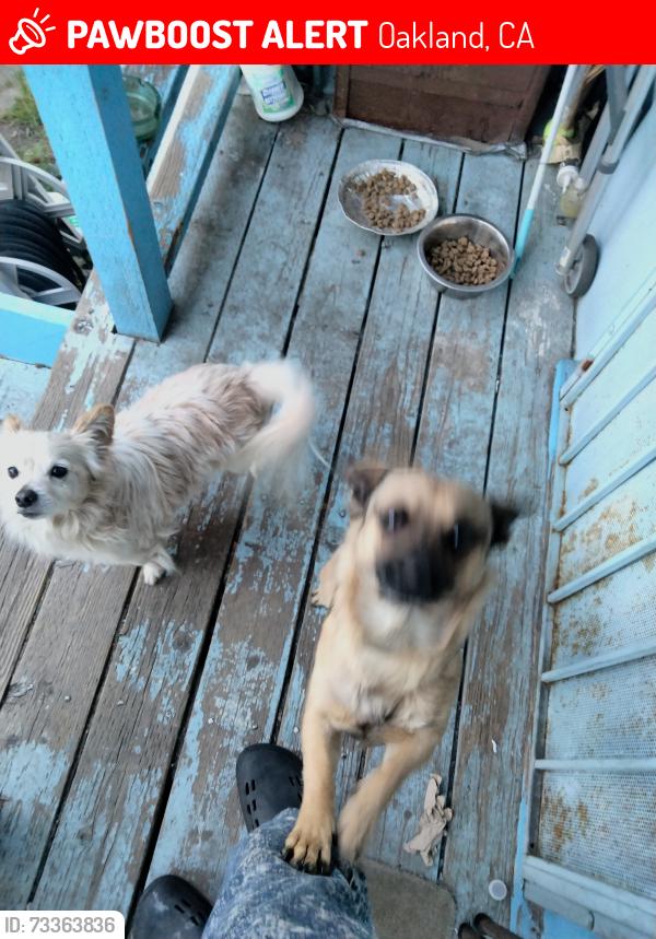 Lost Male Dog last seen Ellen & 47th ave, Oakland, CA 94601