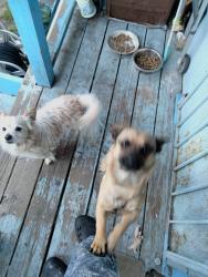 Lost Male Dog last seen Ellen & 47th ave, Oakland, CA 94601