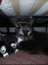 Lost Female Cat last seen Governor Printz Blvd and Powhatan, Essington, PA 19029
