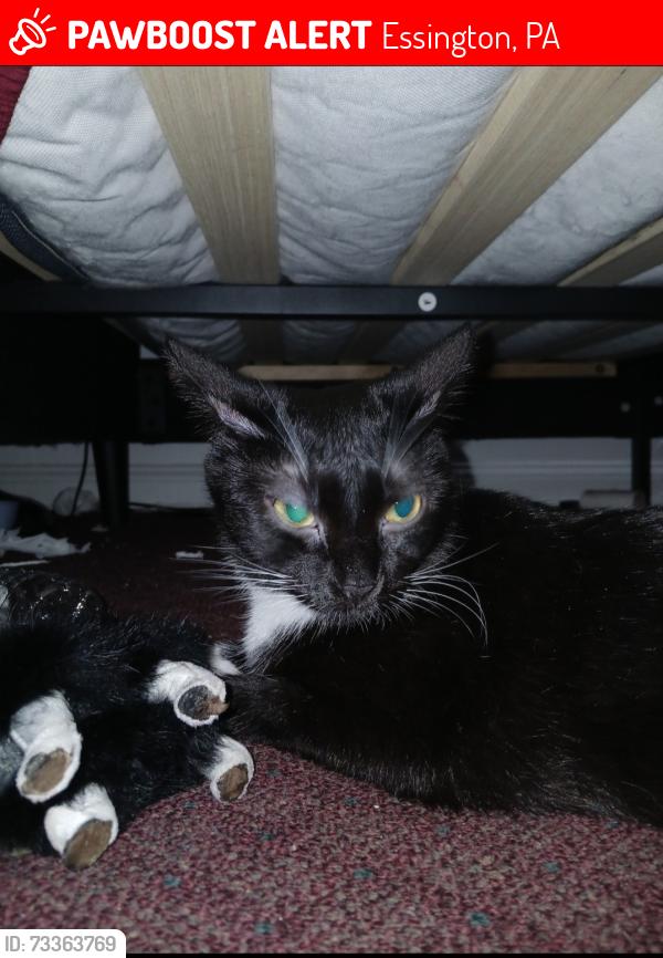 Lost Female Cat last seen Governor Printz Blvd and Powhatan, Essington, PA 19029