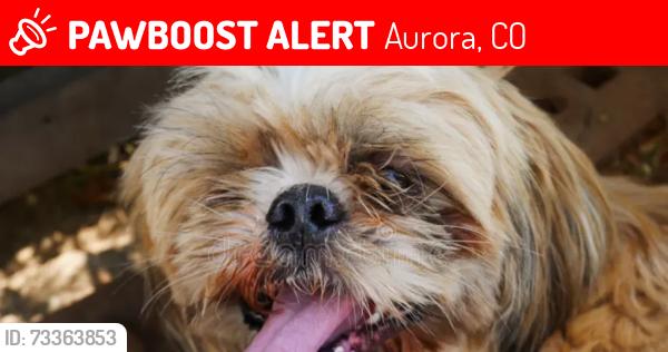 Lost Female Dog last seen Colfax and 13th st, Aurora, CO 80010