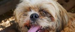 Lost Female Dog last seen Colfax and 13th st, Aurora, CO 80010