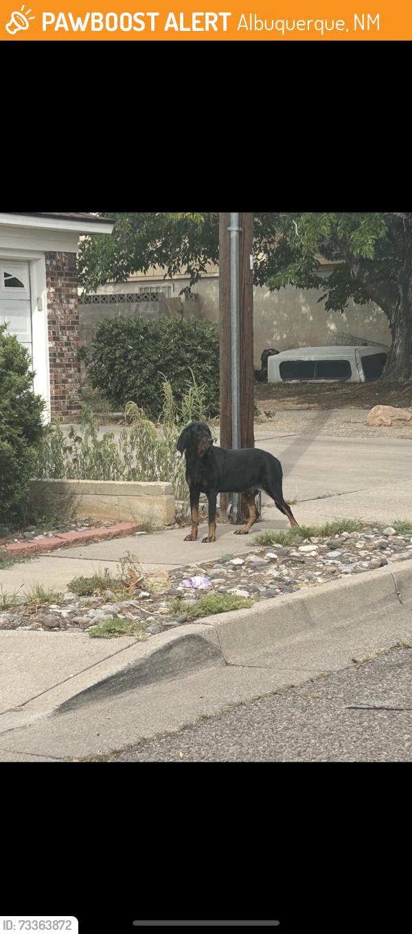 Found/Stray Male Dog last seen Moon and crestwood, Albuquerque, NM 87112
