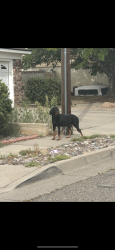 Found/Stray Male Dog last seen Moon and crestwood, Albuquerque, NM 87112