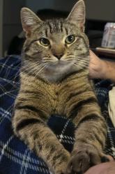 Lost Male Cat last seen Mary’s Peak Road, Blodgett, OR 97326