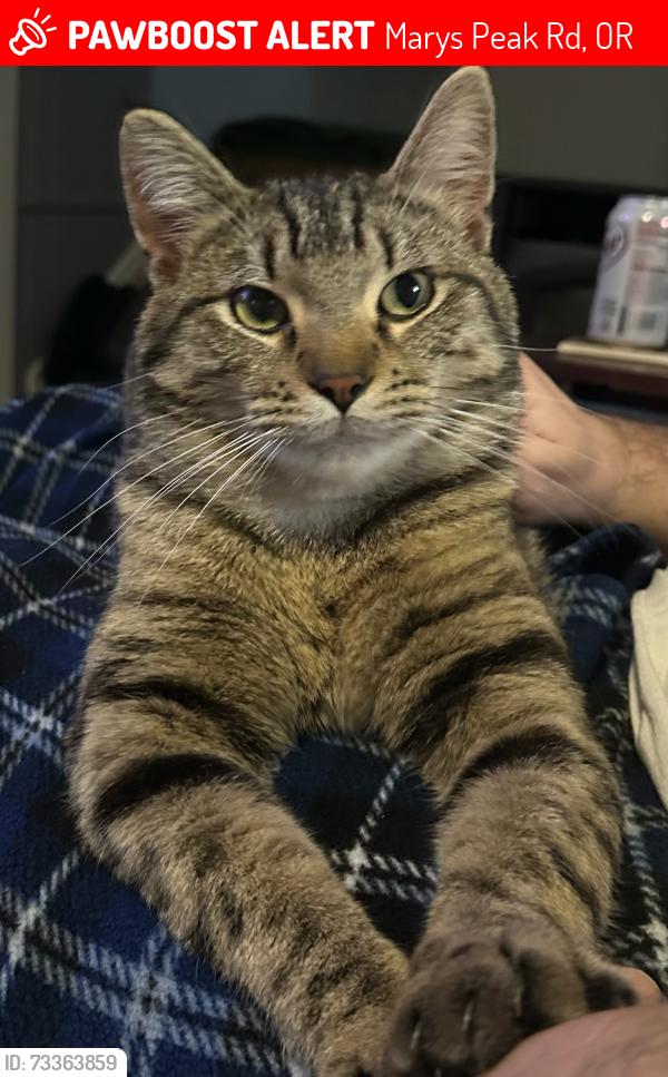Lost Male Cat last seen Mary’s Peak Road, Blodgett, OR 97326