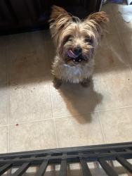 Found/Stray Female Dog last seen Rock Hill Springs sub division, Ellenwood, GA 30294