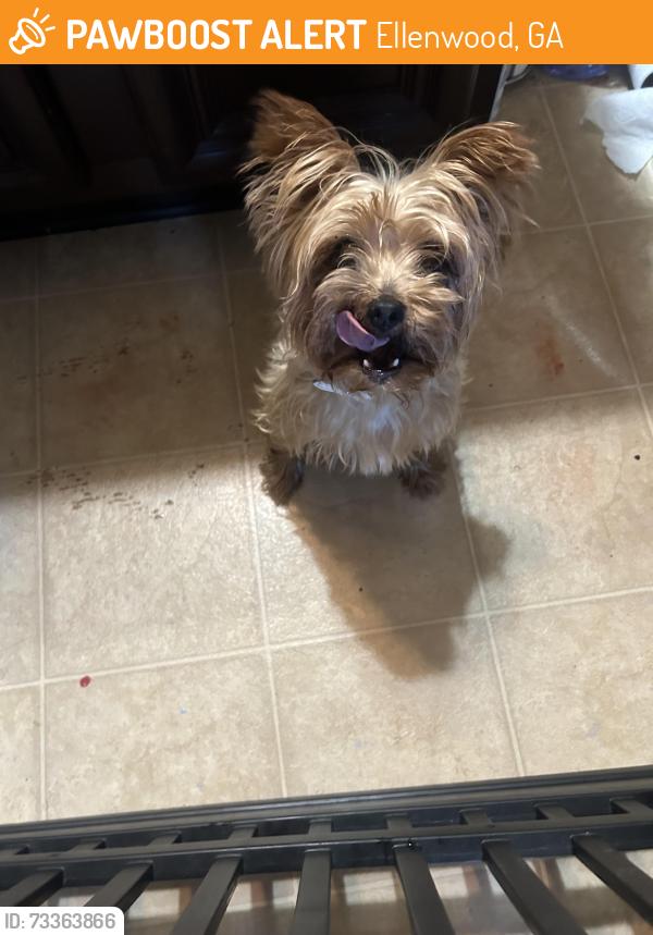 Found/Stray Female Dog last seen Rock Hill Springs sub division, Ellenwood, GA 30294