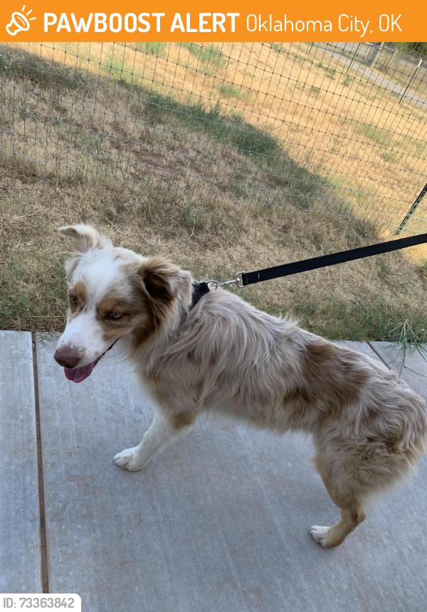 Found/Stray Male Dog last seen Will rogers airport, Oklahoma City, OK 73169