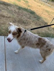 Found/Stray Male Dog last seen Will rogers airport, Oklahoma City, OK 73169