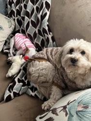 Reunited Male Dog last seen tyler court spring valley, Spring Valley, CA 91977