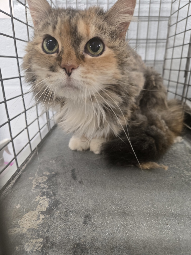 Shelter Stray Female Cat last seen Dewberry Circle, PASADENA, MD, 21122, 411 Maxwell Frye Rd, Millersville, MD 21108, USA