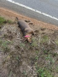 Found/Stray Female Dog last seen Near Long Branch Rd Dahlonega, GA 30533 United States, Dahlonega, GA 30533