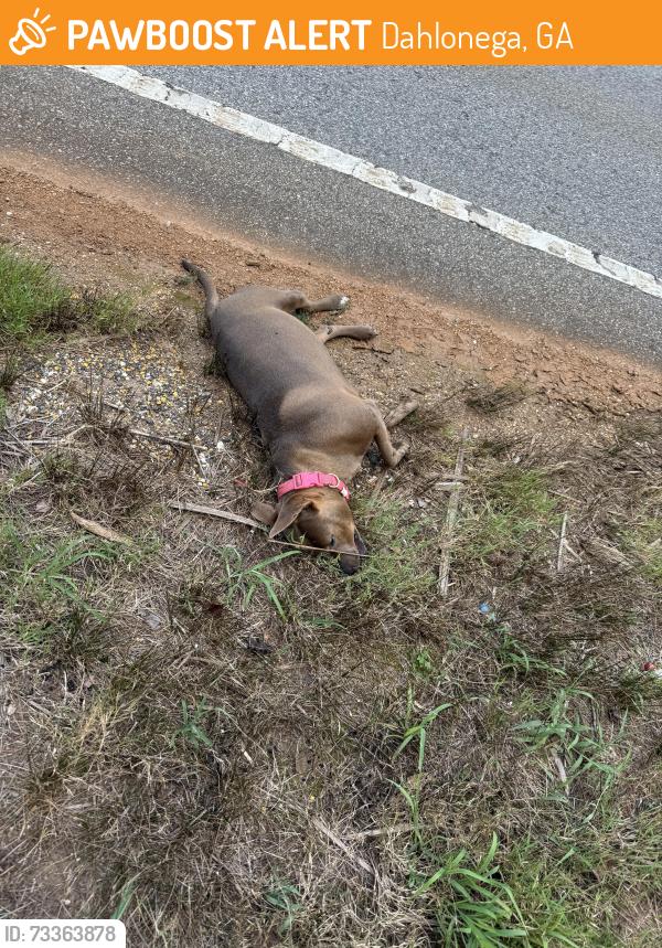 Found/Stray Female Dog last seen Near Long Branch Rd Dahlonega, GA 30533 United States, Dahlonega, GA 30533