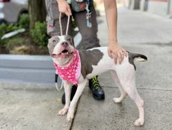 Shelter Stray Female Dog last seen Near Washington Avenue, BRONX, NY, 10456, 326 E 110th St, New York, NY 10029, USA