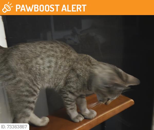 Found/Stray Male Cat last seen Angeles Forest fire station Highway 2, La Cañada Flintridge, CA 91011