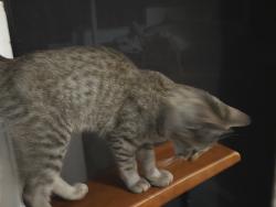 Found/Stray Male Cat last seen Angeles Forest fire station Highway 2, La Cañada Flintridge, CA 91011