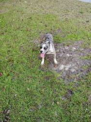 Found/Stray Female Dog last seen Almeda Drive and Vega Drive, Columbia, SC 29223