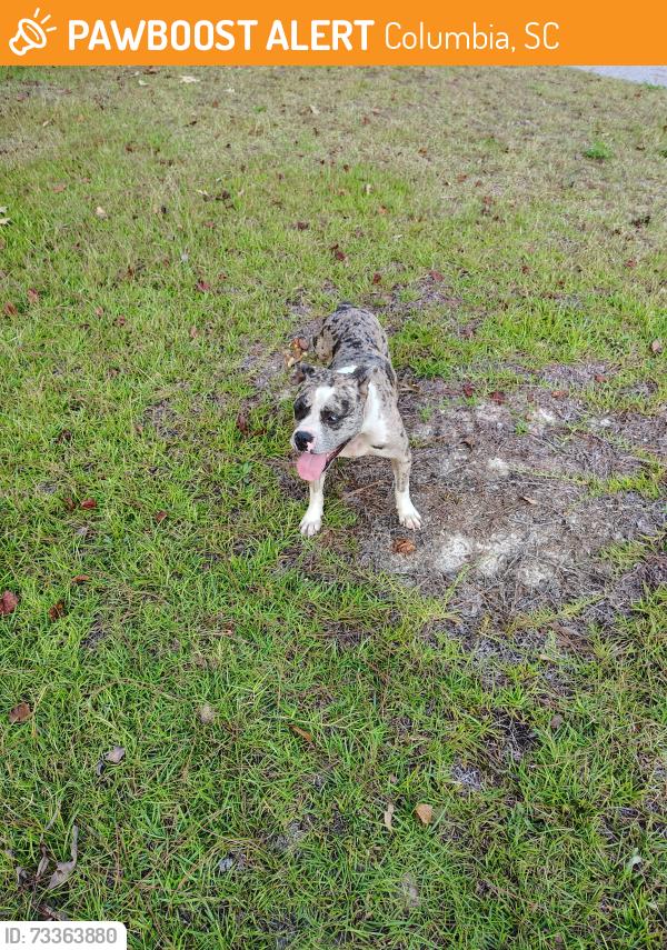 Found/Stray Female Dog last seen Almeda Drive and Vega Drive, Columbia, SC 29223