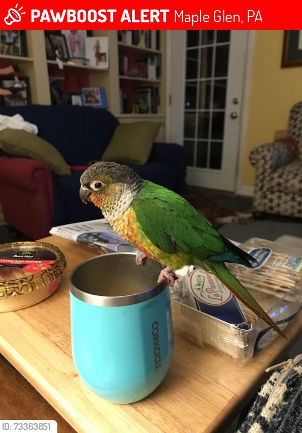 Lost Female Bird last seen Wright Dr and Limekiln Maple Glen PA, Maple Glen, PA 19002