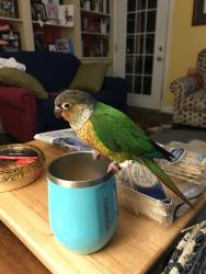 Lost Female Bird last seen Wright Dr and Limekiln Maple Glen PA, Maple Glen, PA 19002