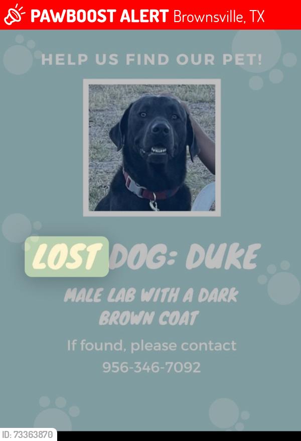 Lost Male Dog last seen Morrison trail, Brownsville, TX 78520
