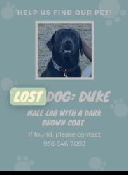 Lost Male Dog last seen Morrison trail, Brownsville, TX 78520