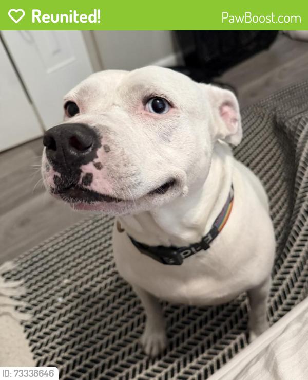 Reunited Female Dog last seen Near King Richard Ct, Seffner, FL 33584, USA, Seffner, FL 33584