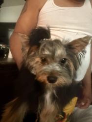Lost Female Dog last seen Near Chicago Ave, Douglasville,Ga 30134, Douglasville, GA 30134