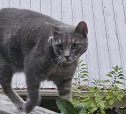 Lost Female Cat last seen Lake Forest Rolling Hill, Hope Dr, Daphne, AL 36526