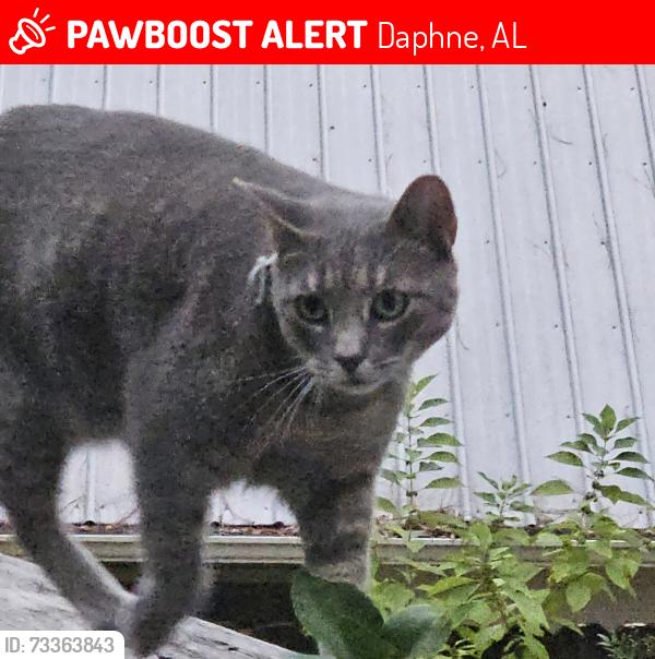 Lost Female Cat last seen Lake Forest Rolling Hill, Hope Dr, Daphne, AL 36526