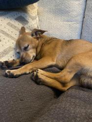 Found/Stray Male Dog last seen UW Madison Botany Gardens, Madison, WI 53704