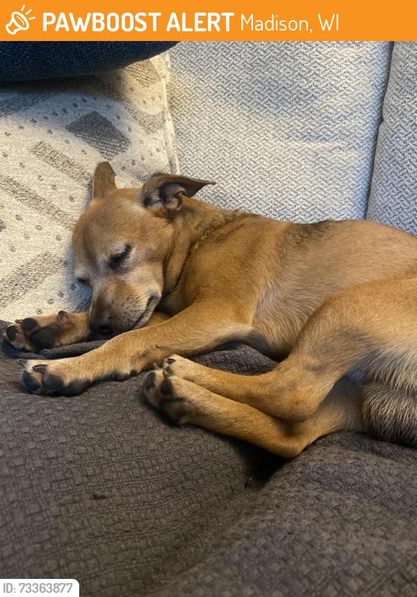 Found/Stray Male Dog last seen UW Madison Botany Gardens, Madison, WI 53704