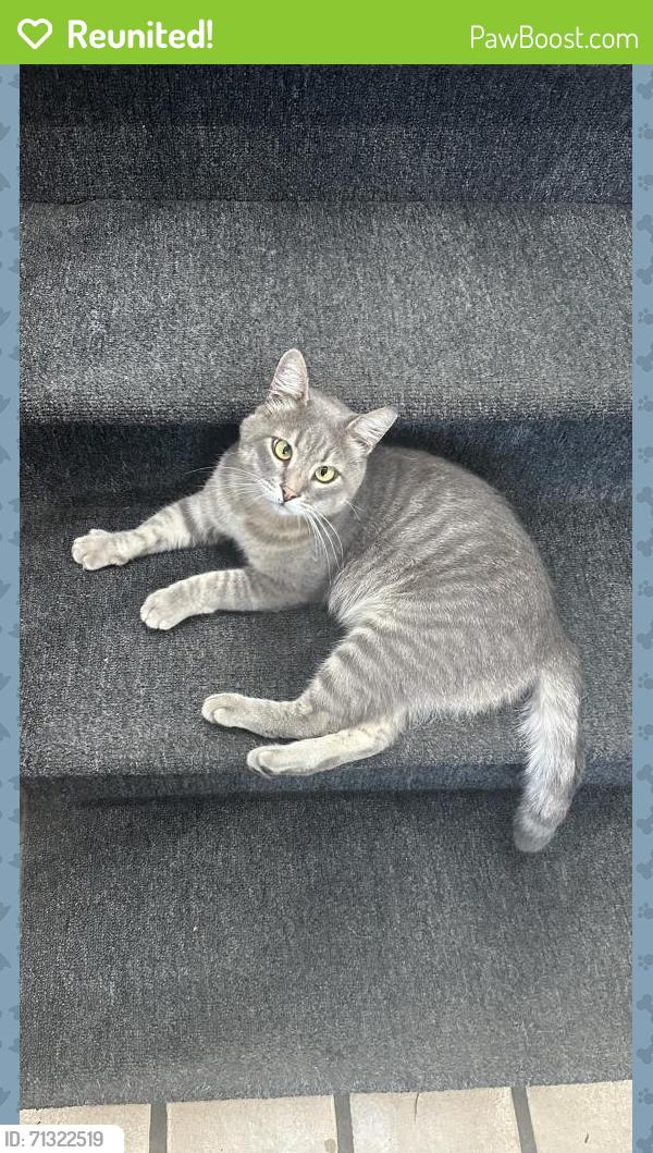 Reunited Male Cat last seen poplar street, Half Moon Bay, CA 94019