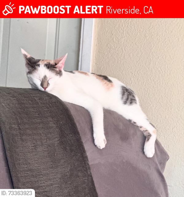 Lost Female Cat last seen Eureka dr. & Tyler St., Riverside, CA 92505