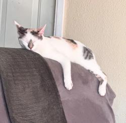 Lost Female Cat last seen Eureka dr. & Tyler St., Riverside, CA 92505