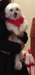 Reunited Female Dog last seen Queens park ct, Fremont, CA 94538